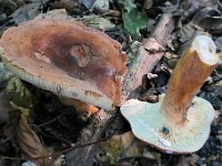 Lactarius volemus - Lactifluus volemus - Spiselig mælkehat : svampe