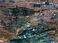 Chlorociboria-aeruginascens---