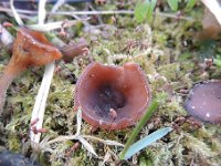 Dumontinia-tuberosa-