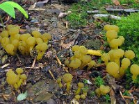 LeoLup20080909