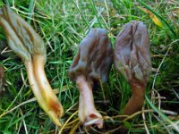 Leotiomycetes - Skivesvampe mm