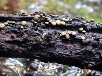Vibrissea-sp : 20110529_jenskaer, baegersvampe, svampe