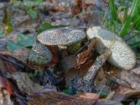 Echinoderma hystrix - grædende parasolhat 