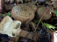 Echinoderma calcicola - højskællet parasolhat 