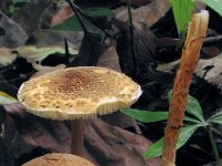 Lepiota castanea - kastaniebrun parasolhat