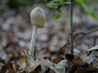 Lepiota clypeolaria - flosset parasolhat : flosset parasolhat