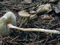 Lepiota felina - sortskællet parasolhat