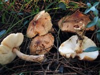 Lepiota ochraceofulva - sødtduftende parasolhat