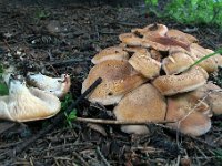 Lepista gilva - plettet hekseringshat 