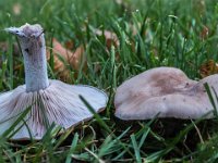 Lepista nuda - violet hekseringshat