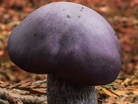 Lepista nuda - violet hekseringshat : svampe, violet hekseringshat