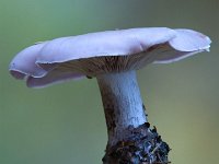 Lepista nuda - violet hekseringshat : svampe, violet hekseringshat
