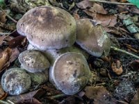 Lyophyllum eustygium - tykbladet gråblad : tykbladet gråblad