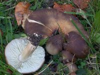 Lyophyllum fumosum - røggrå gråblad