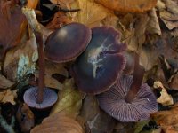 Mycena pura - Skær huesvamp