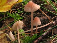 Mycena sanguinolenta - Rødmælket huesvamp