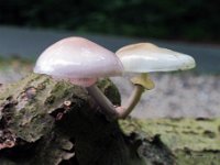 Mucidula mucida - Porcelænshat  Syn: Oudemansiella mucida : svampe