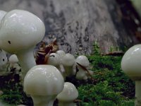 Mucidula mucida - Porcelænshat  Syn: Oudemansiella mucida : porcelænshat, svampe
