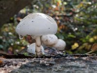 Mucidula mucida - Porcelænshat  Syn: Oudemansiella mucida