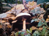 Phaeolepiota - Gyldenhat