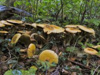 Phaeolepiota - Gyldenhat : svampe