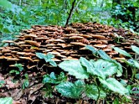 Kuehneromyces mutabilis - Foranderlig skælhat : svampe