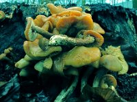 Kuehneromyces mutabilis - Foranderlig skælhat : svampe