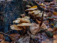 Kuehneromyces mutabilis - Foranderlig skælhat : forandelig skælhat