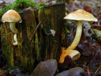 Pholiota astragalina  - Safran-skælhat  