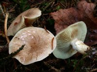 Pholiota lenta  - Løv-skælhat