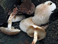 pholiota-lenta1