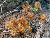 Pholiota-squarrosa - Krumskællet skælhat : svampe