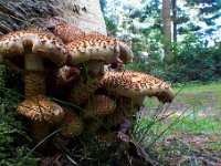 Pholiota mfl. - Skælhat-