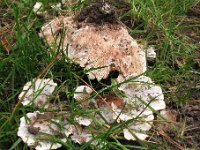 Abortiporus biennis