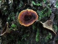 coltriciasp 1  20110827 : svampe