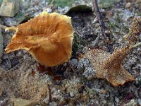 Coltricia-perennis