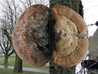 Daedaleopsis confragosa
