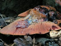 Fistulina-hepatica