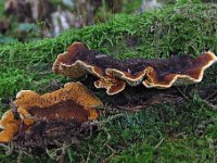 Gloeophyllum-sepiarium