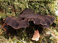 Ischnoderma-benzoinum