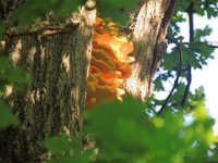 Laetiporus-sulphureus