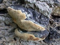 Phellinus-populicola-