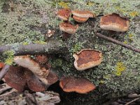 polyporus brumalis12 : svanpe