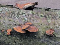polyporus brumalis13 : svanpe