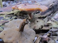 polyporus brumalis4 : svampe