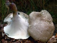 Polyporus-tmela
