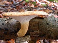 Polyporus-tuberaster