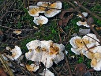 Sistotrema---Kroneskorpe