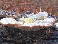 Trametes-Hirsurta