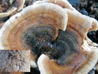 Trametes-versicolor